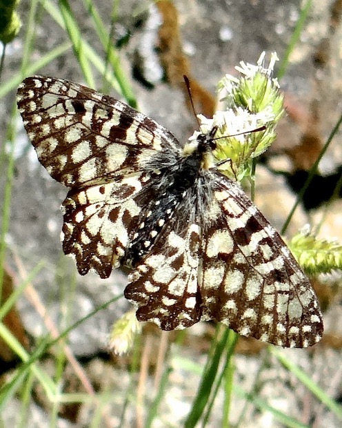 Spanish festoon